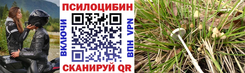 сколько стоит  Сосновый Бор  omg   Галлюциногенные грибы Psilocybine cubensis 