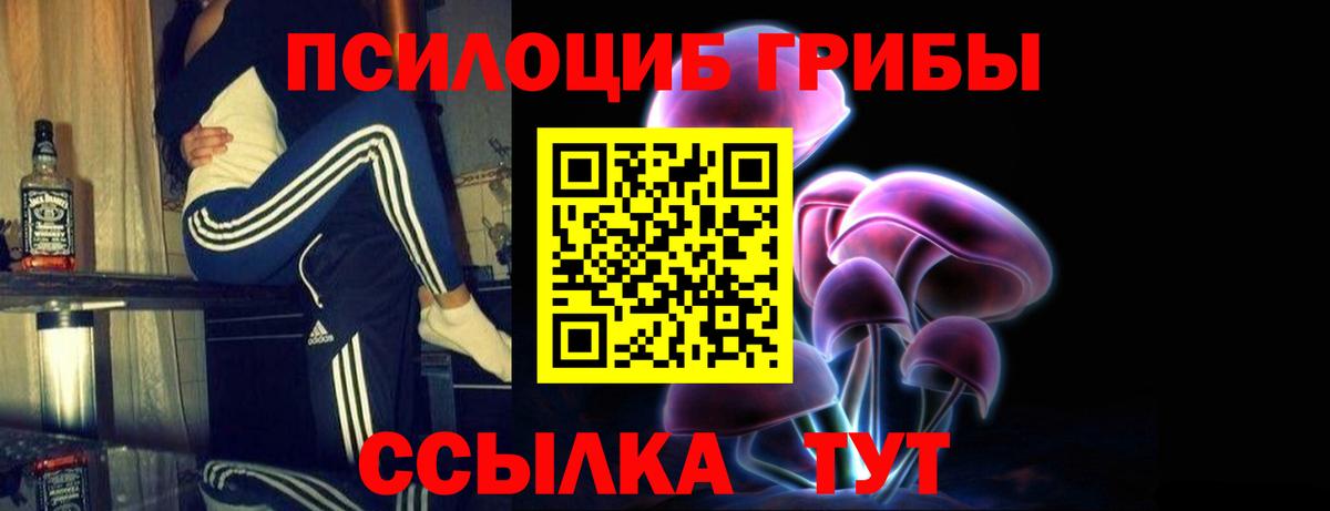 Галлюциногенные грибы Psilocybe Сосновый Бор